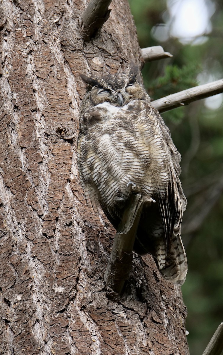 Great Horned Owl - ML608769951