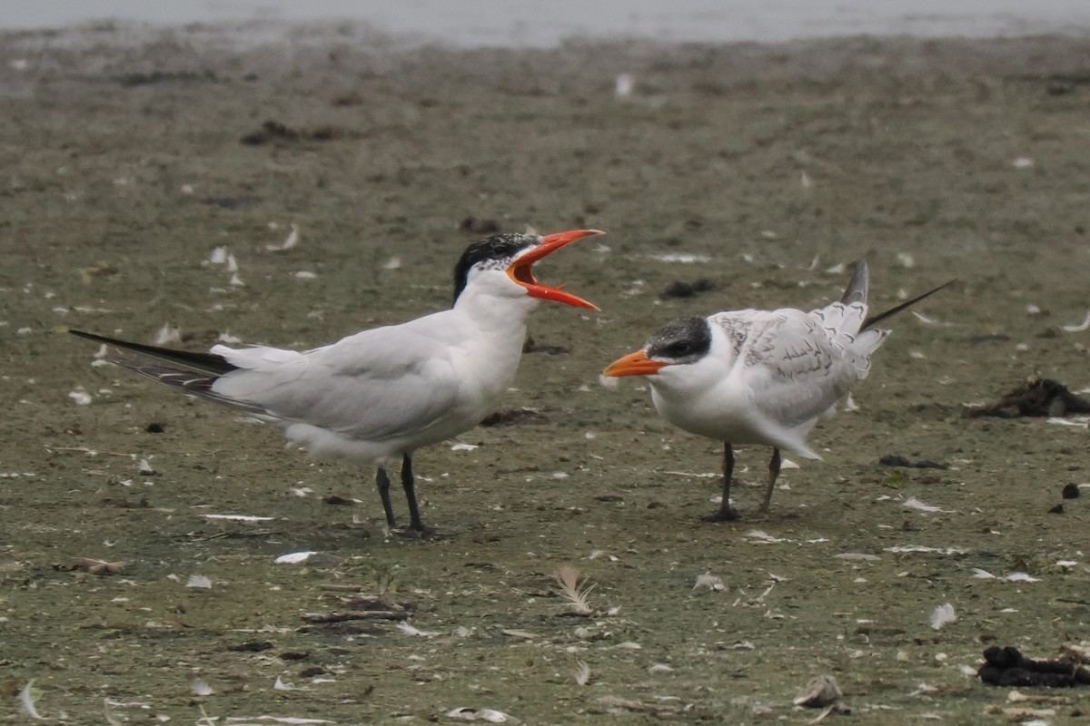 Caspian Tern - Chris Allen