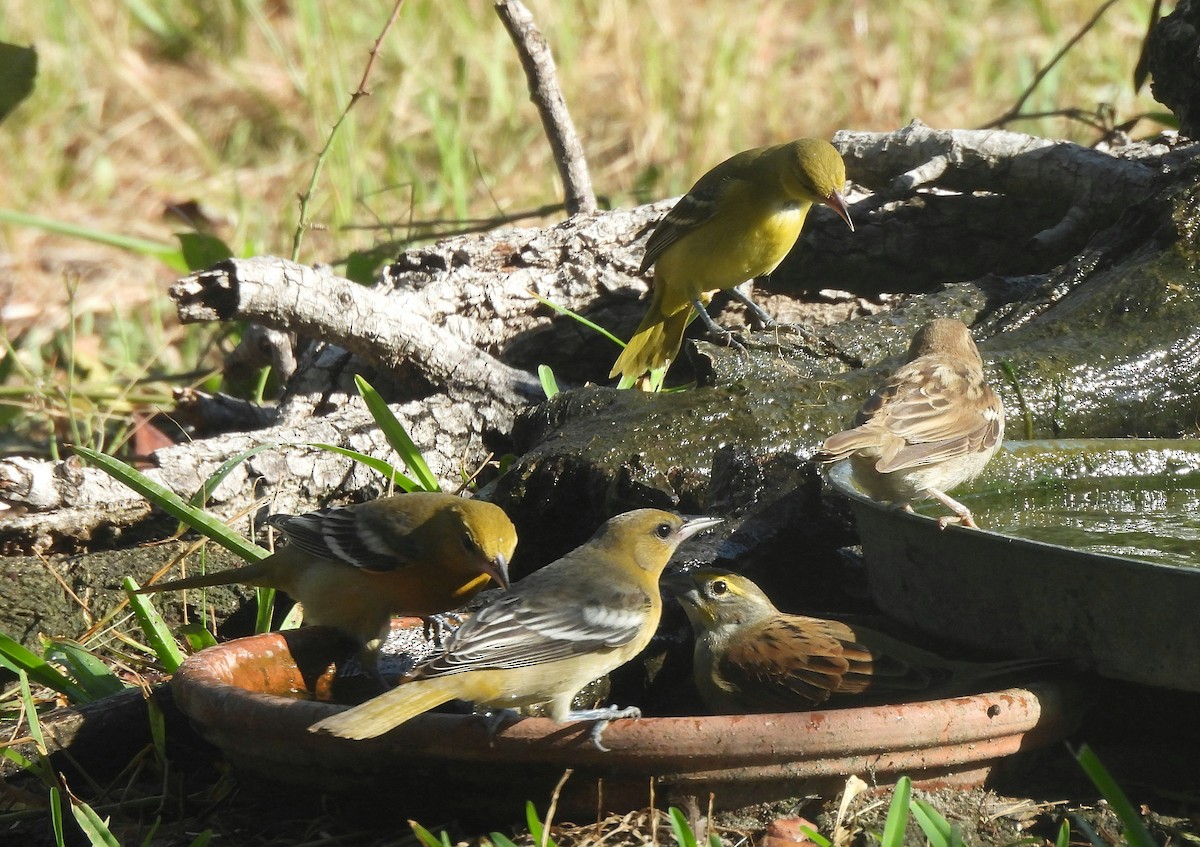 Dickcissel - ML608770402