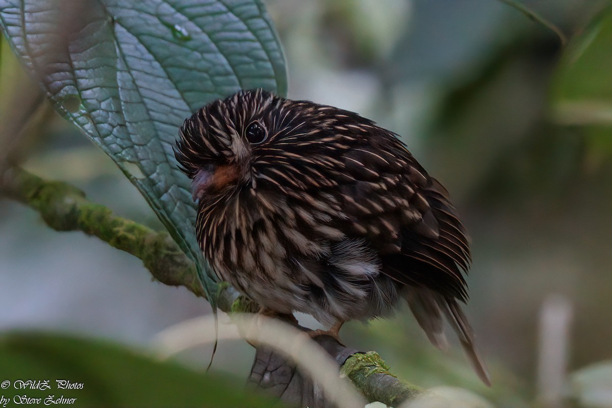 White-chested Puffbird - ML608770429