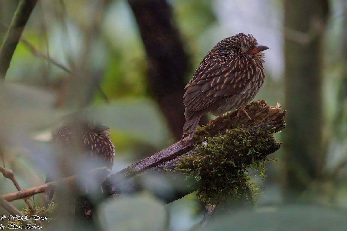 White-chested Puffbird - Steve Zehner