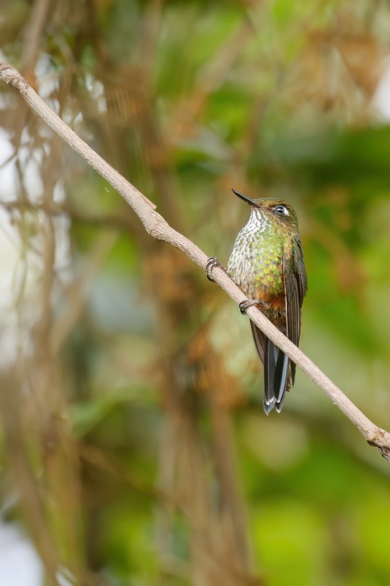 kolibřík ostrozobý - ML608770447