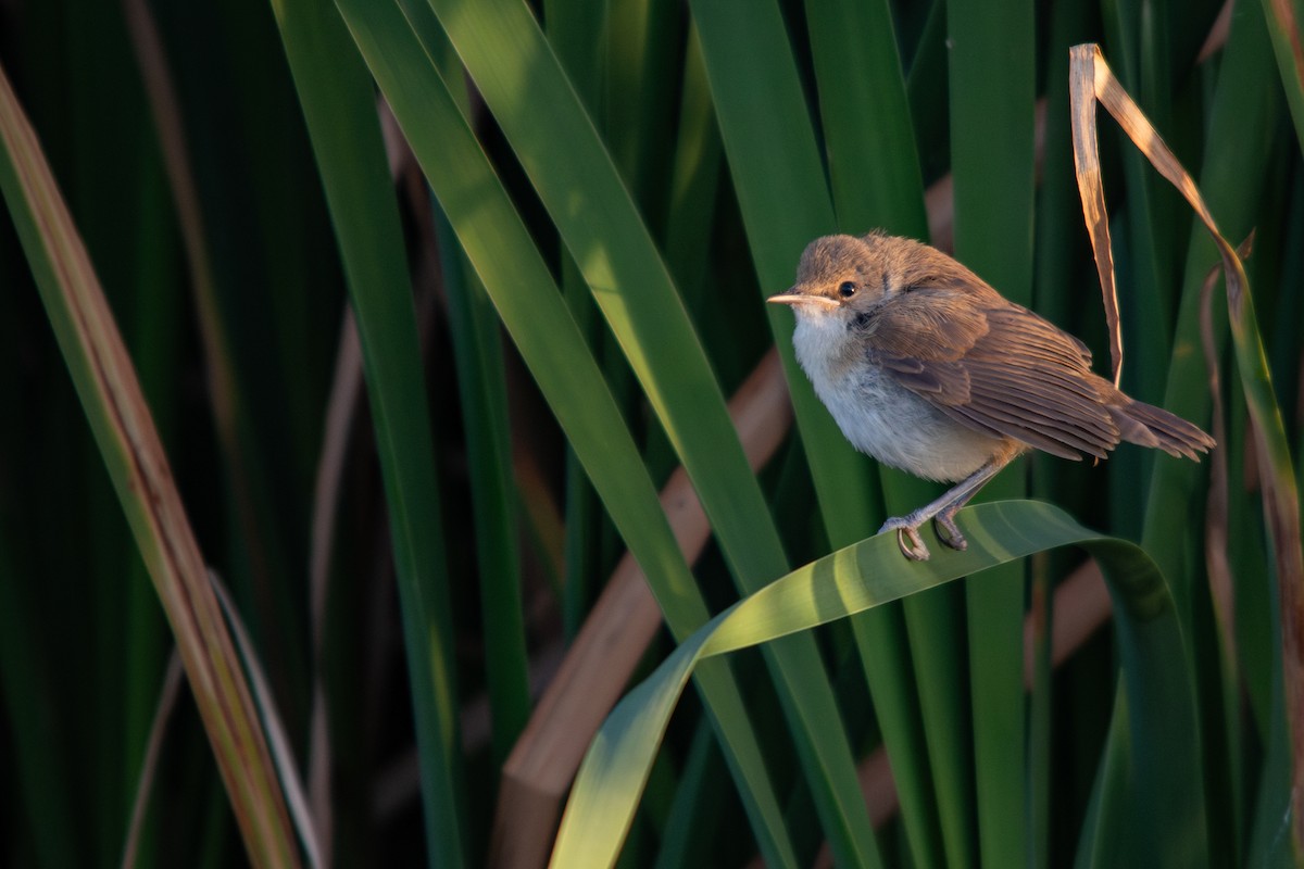 rørsanger (baeticatus gr.) - ML608770489