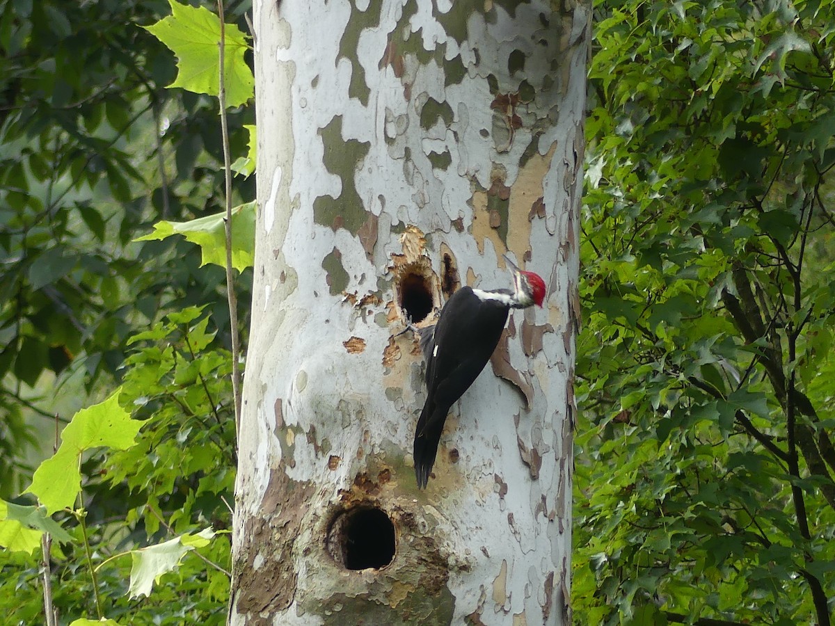 Pileated Woodpecker - ML608770512