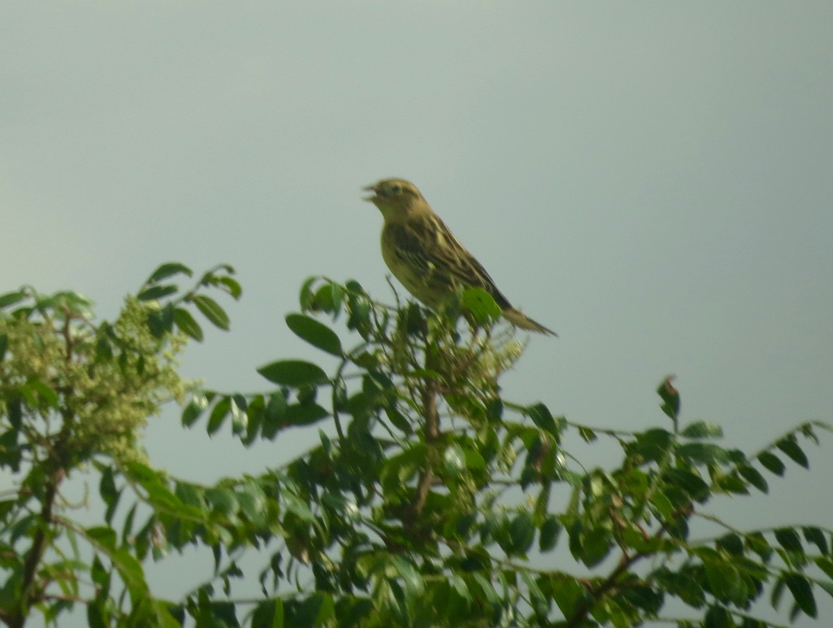 Bobolink - Jeri Smart