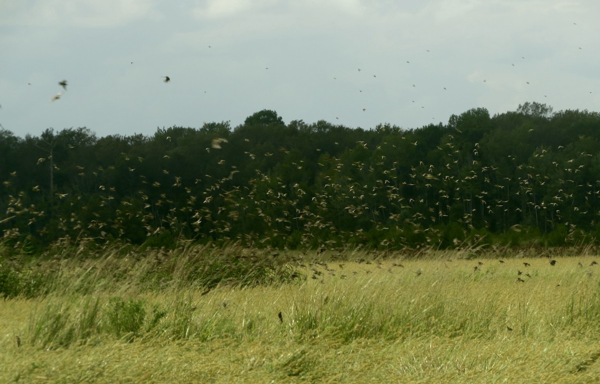 Bobolink - ML608770565