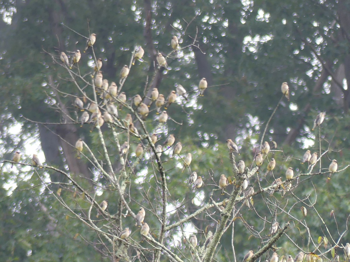 Cedar Waxwing - ML608770588