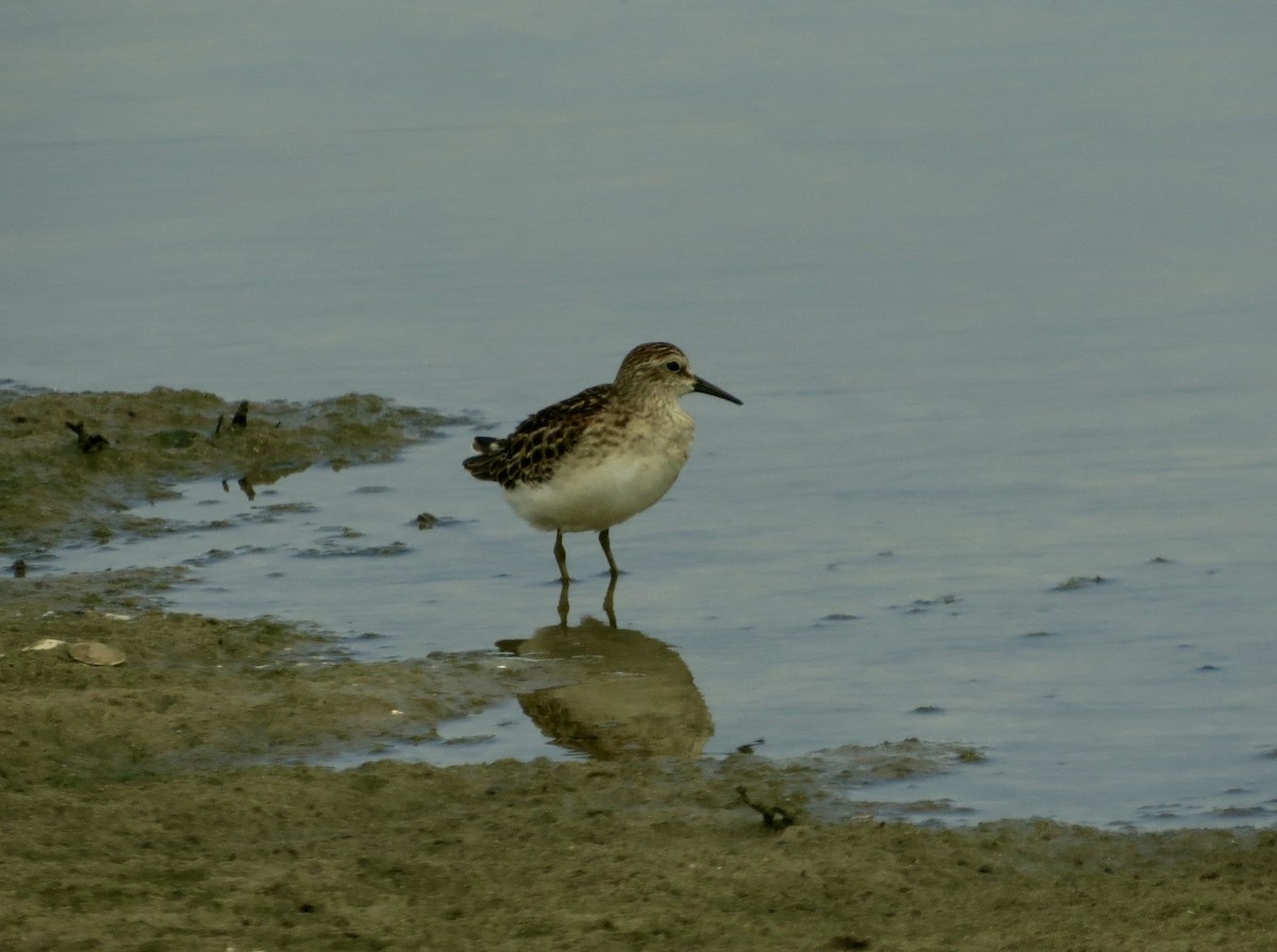 Least Sandpiper - ML608770600