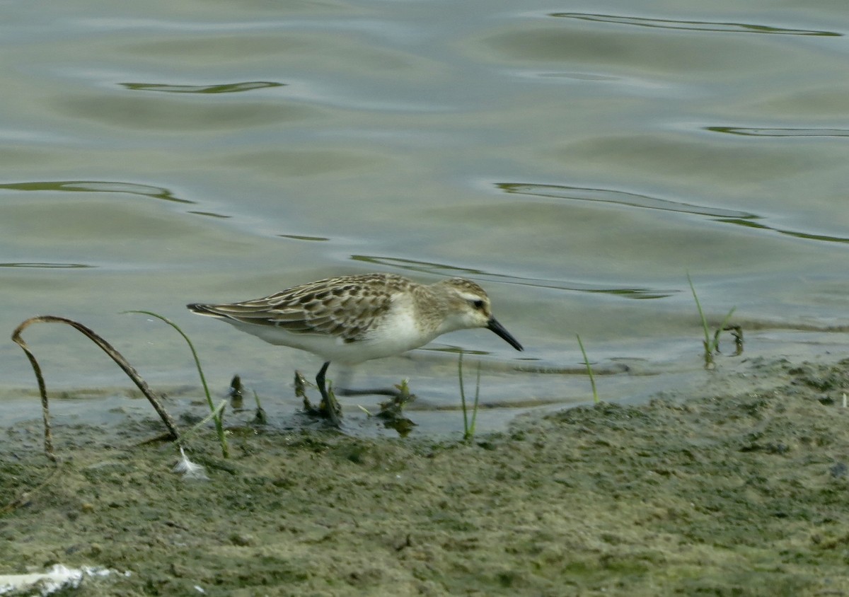 Semipalmated Sandpiper - ML608770621