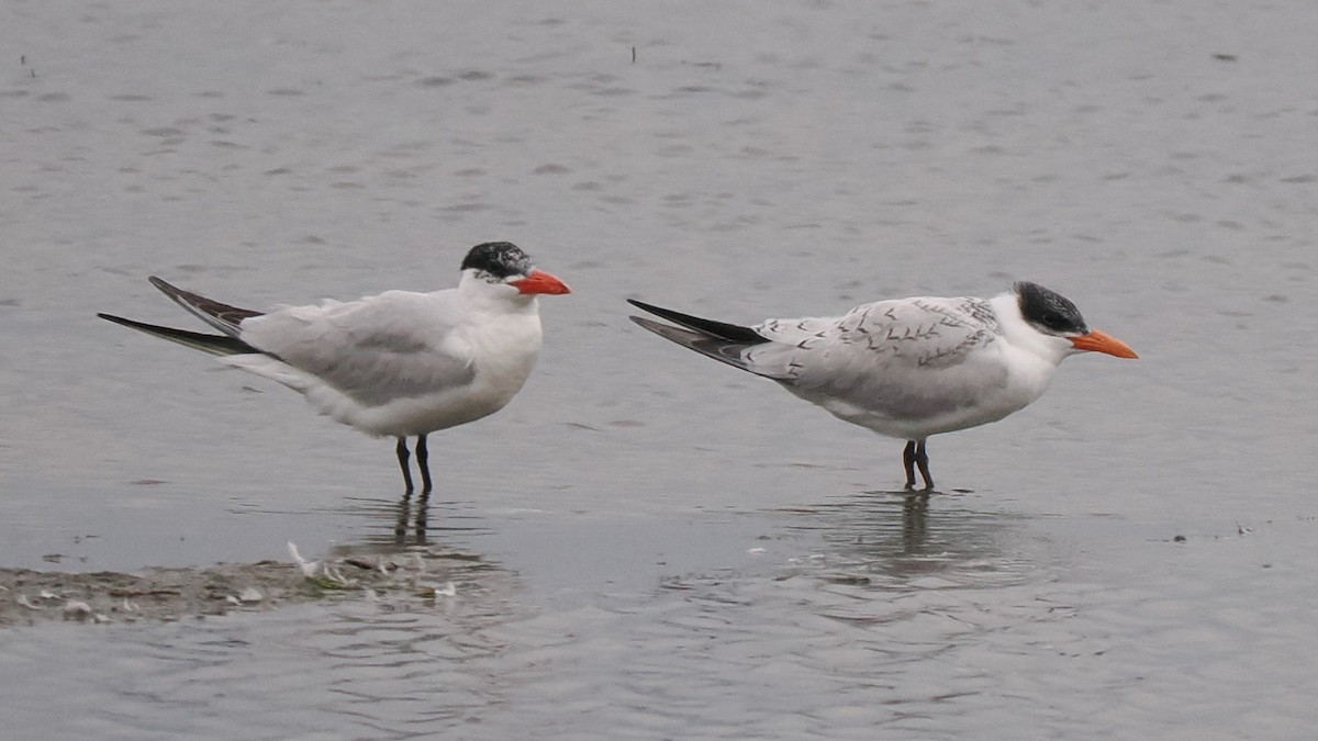 Caspian Tern - Chris Allen