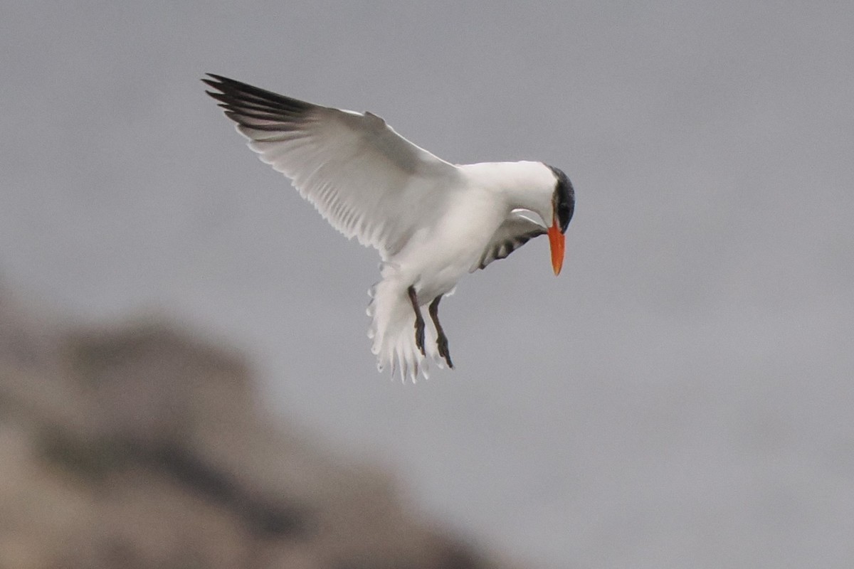 Caspian Tern - Chris Allen