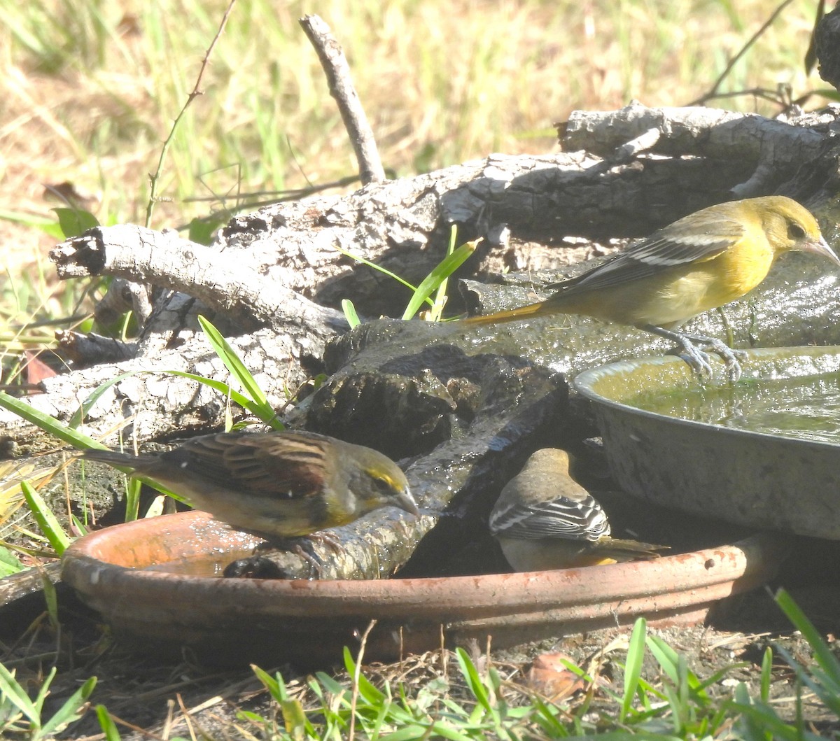 Dickcissel d'Amérique - ML608770802