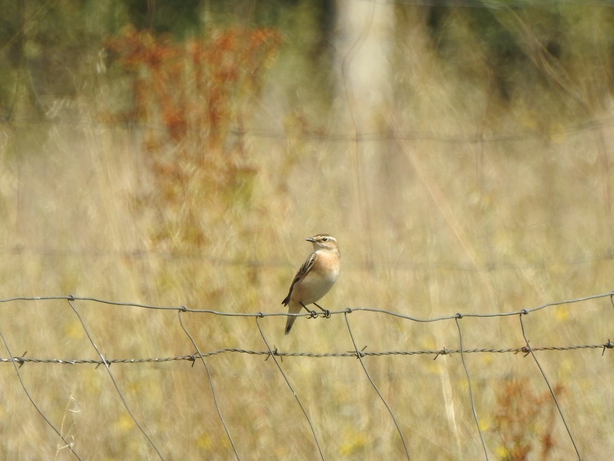 Braunkehlchen - ML608771004