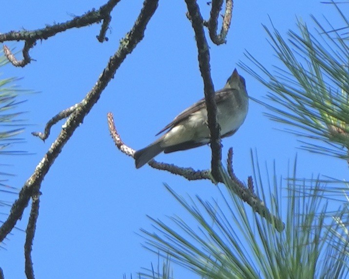 Eastern Wood-Pewee - ML608771049