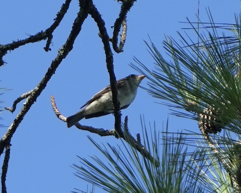 Eastern Wood-Pewee - ML608771050