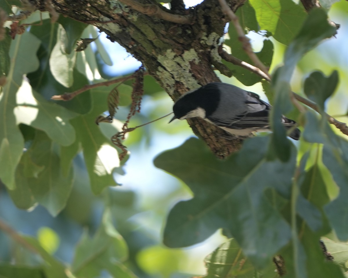 White-breasted Nuthatch - ML608771062
