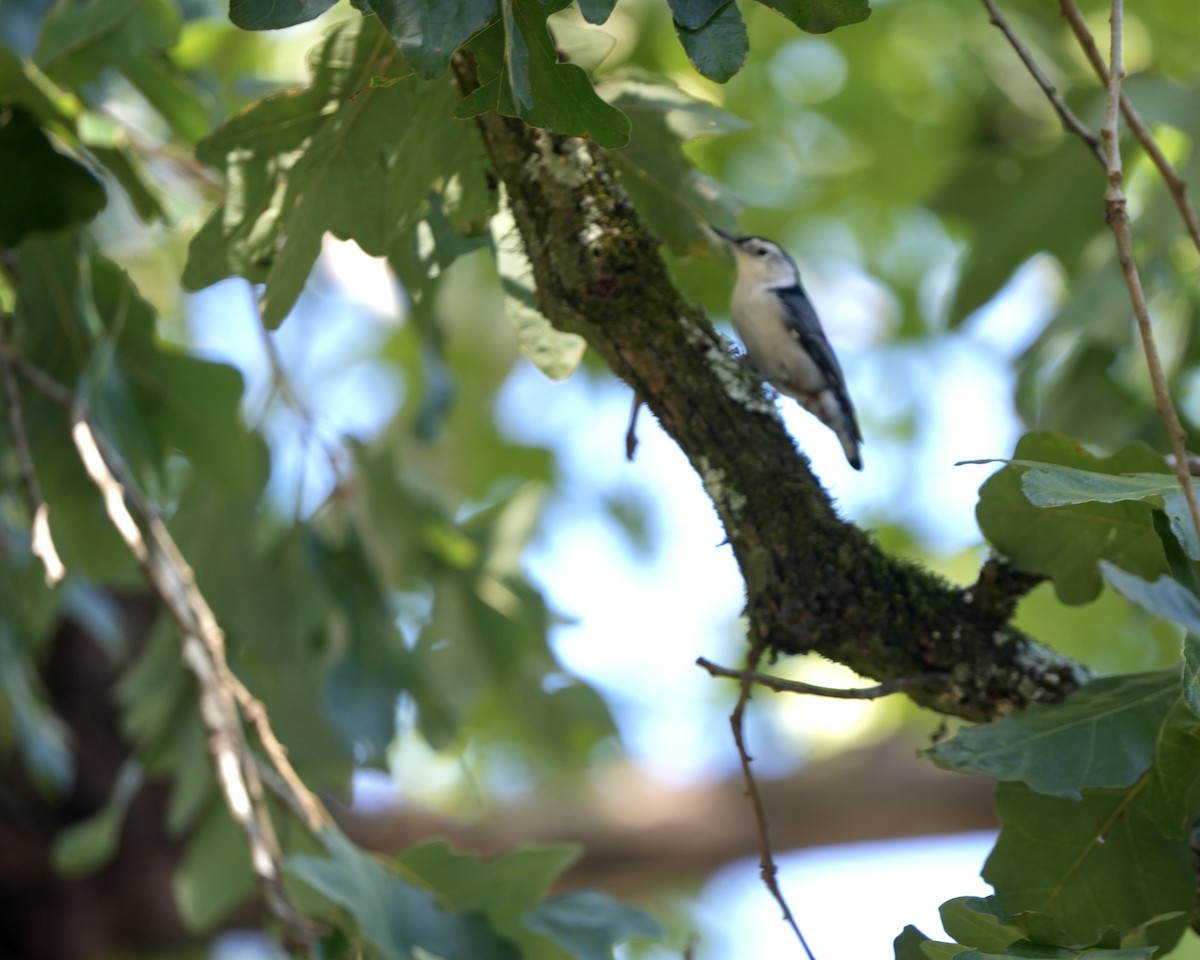 White-breasted Nuthatch - ML608771064