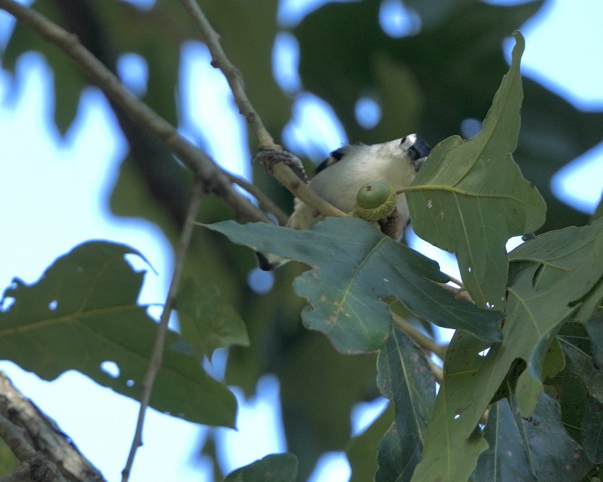 White-breasted Nuthatch - ML608771065