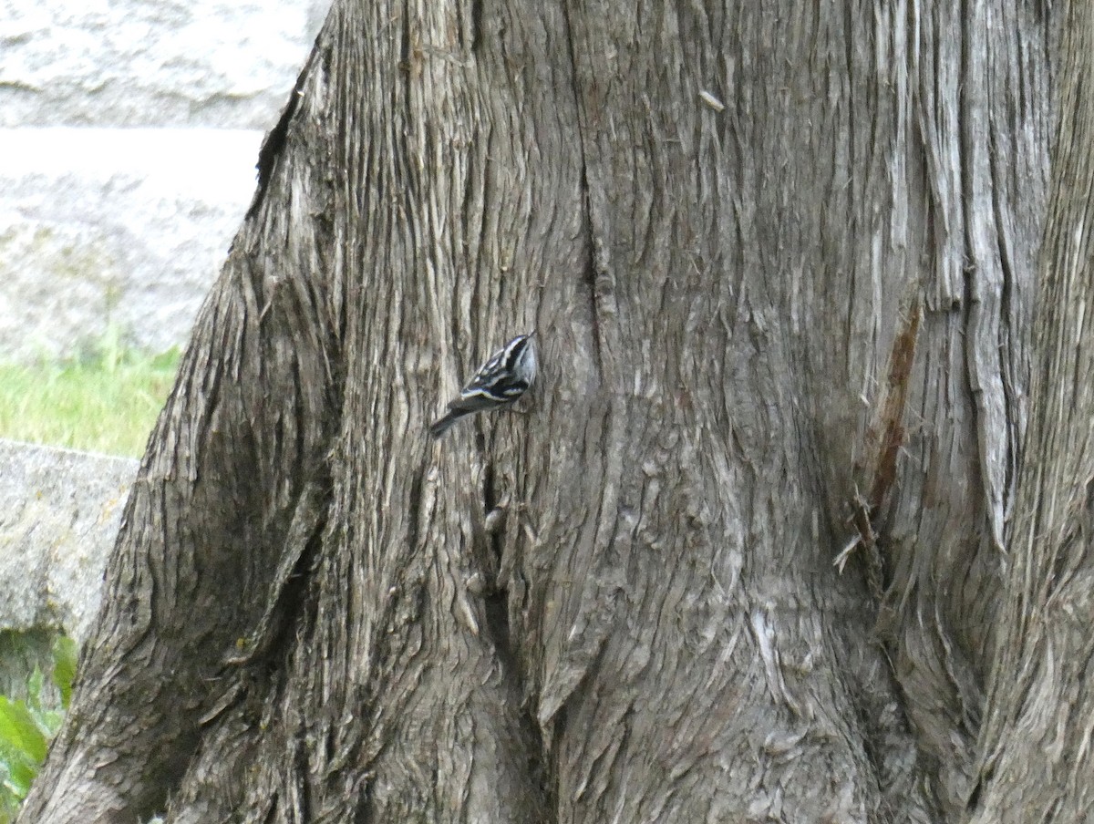 Black-and-white Warbler - ML608771072