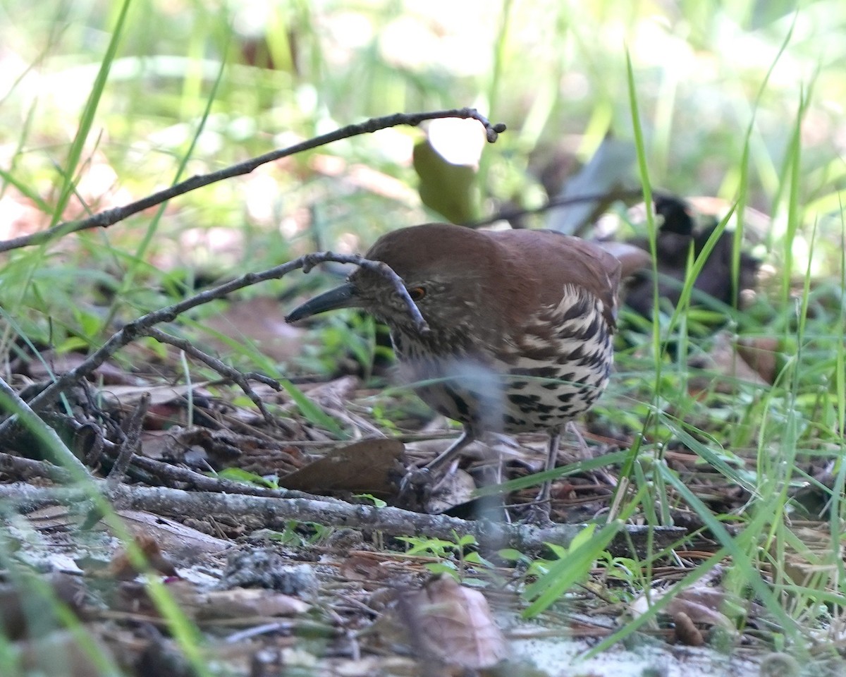 Brown Thrasher - ML608771073