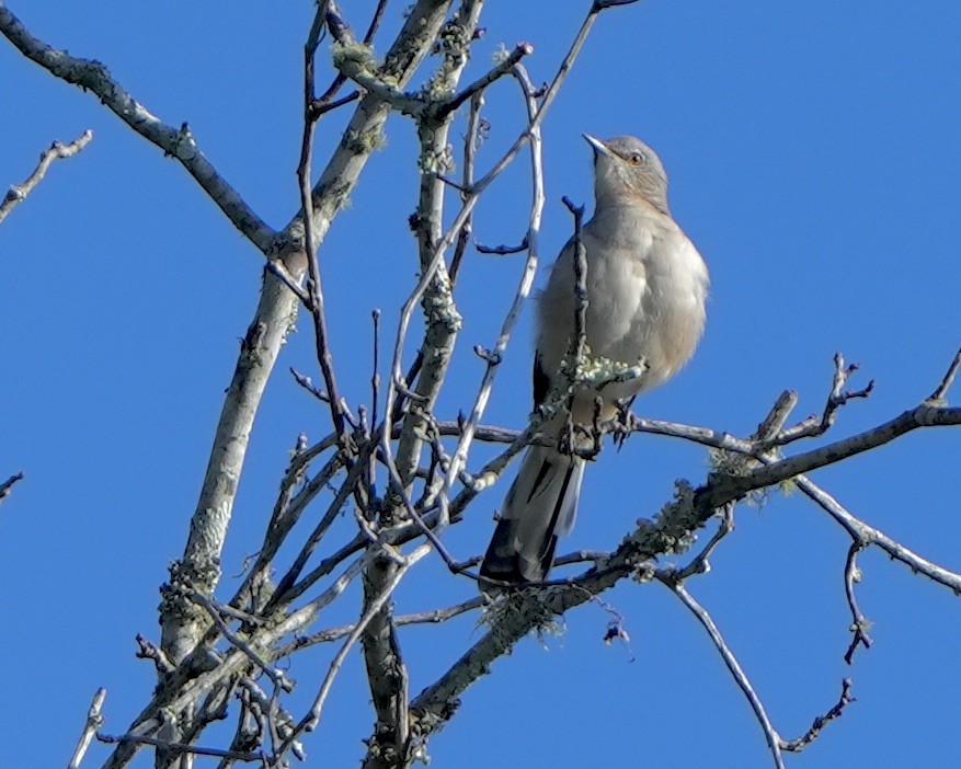 Northern Mockingbird - ML608771081