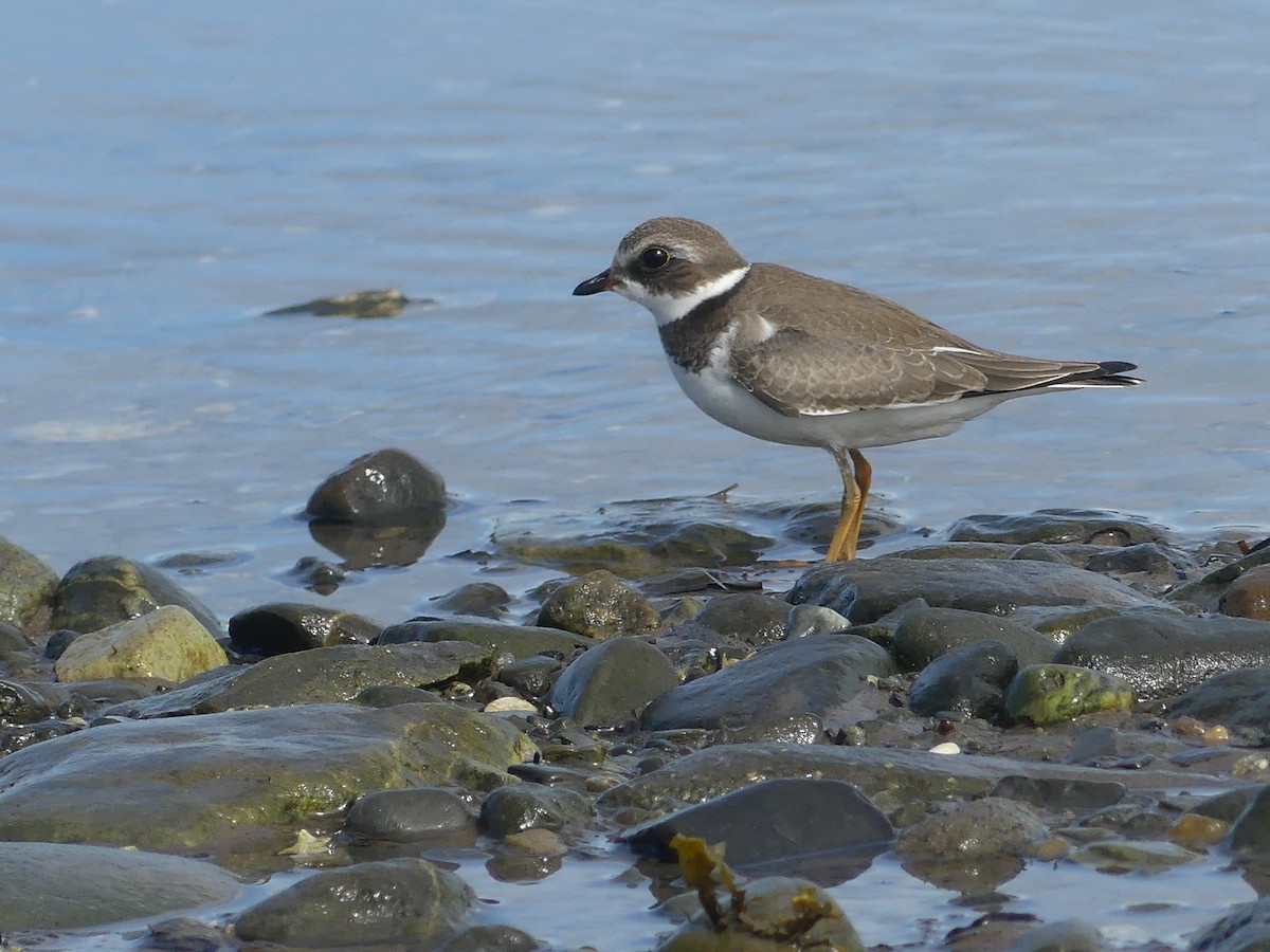 Semipalmated Plover - ML608771107
