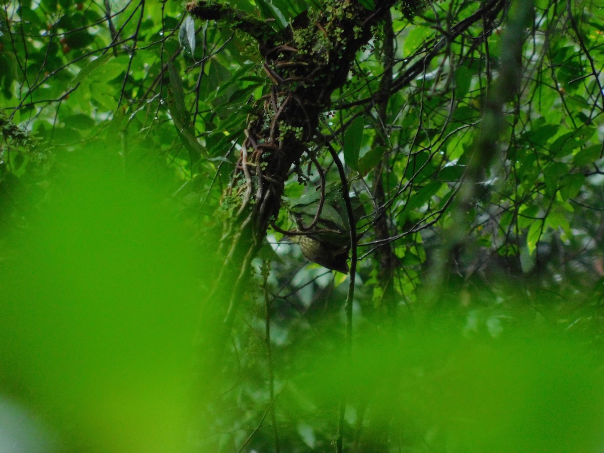 Buff-browed Foliage-gleaner - Sergio Eduardo Villagra