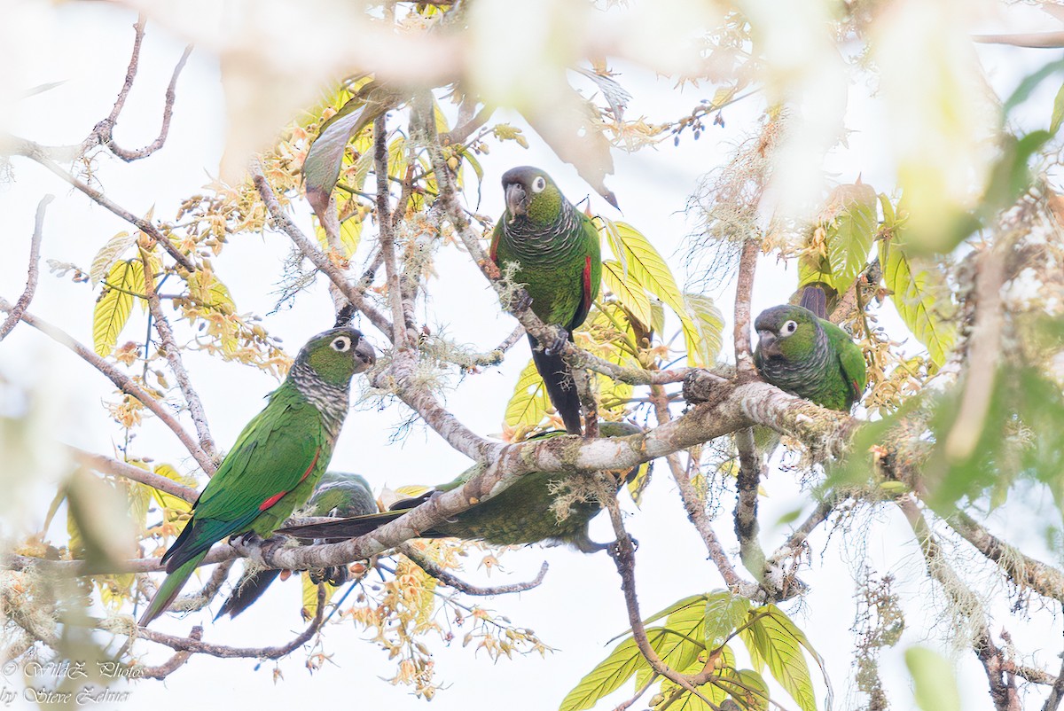 Maroon-tailed Parakeet - ML608771253