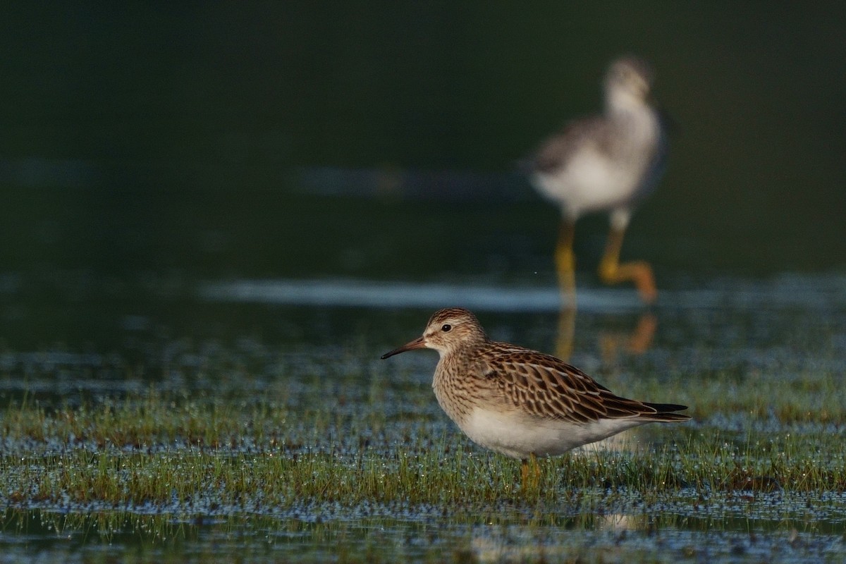 jespák skvrnitý - ML608771288