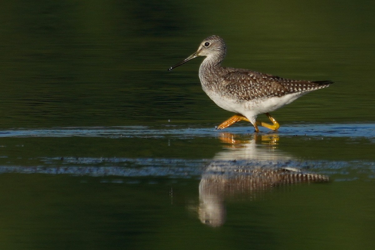 vodouš velký - ML608771294