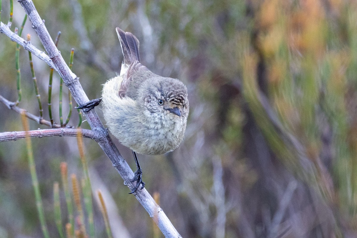 Slender-billed Thornbill - Richard and Margaret Alcorn