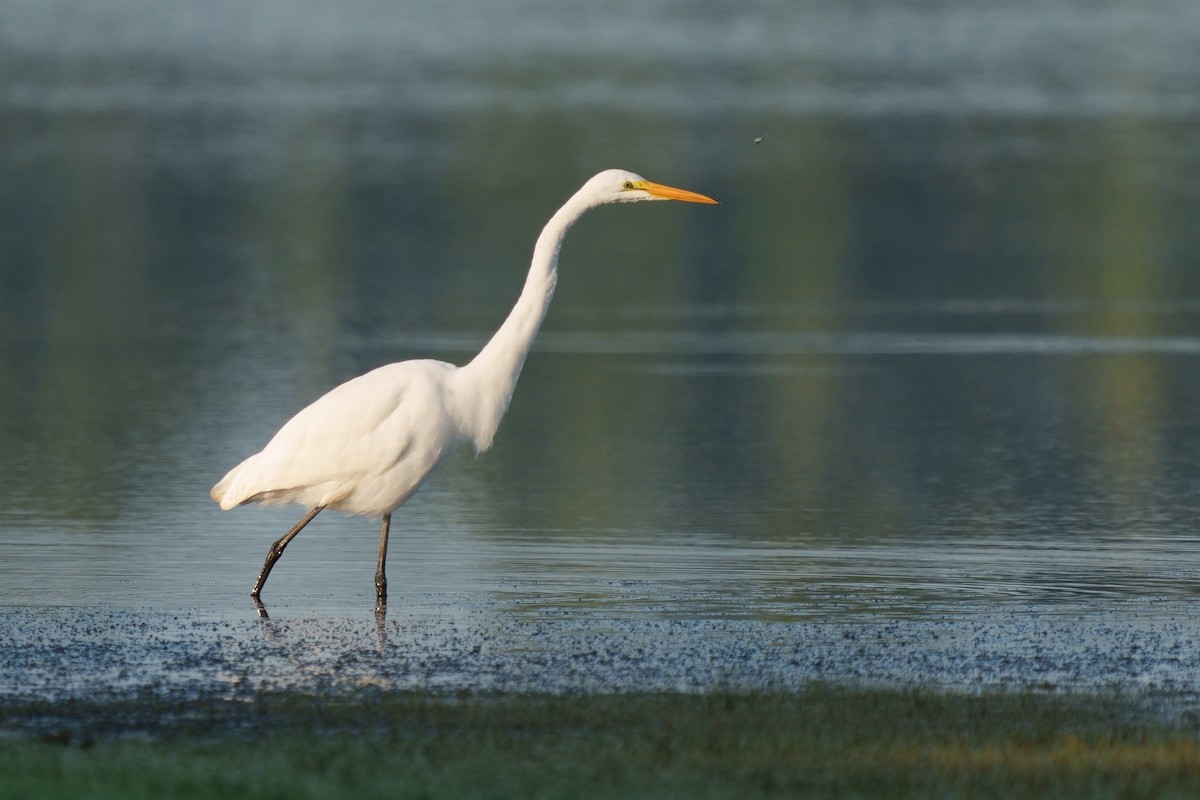 volavka bílá - ML608771312