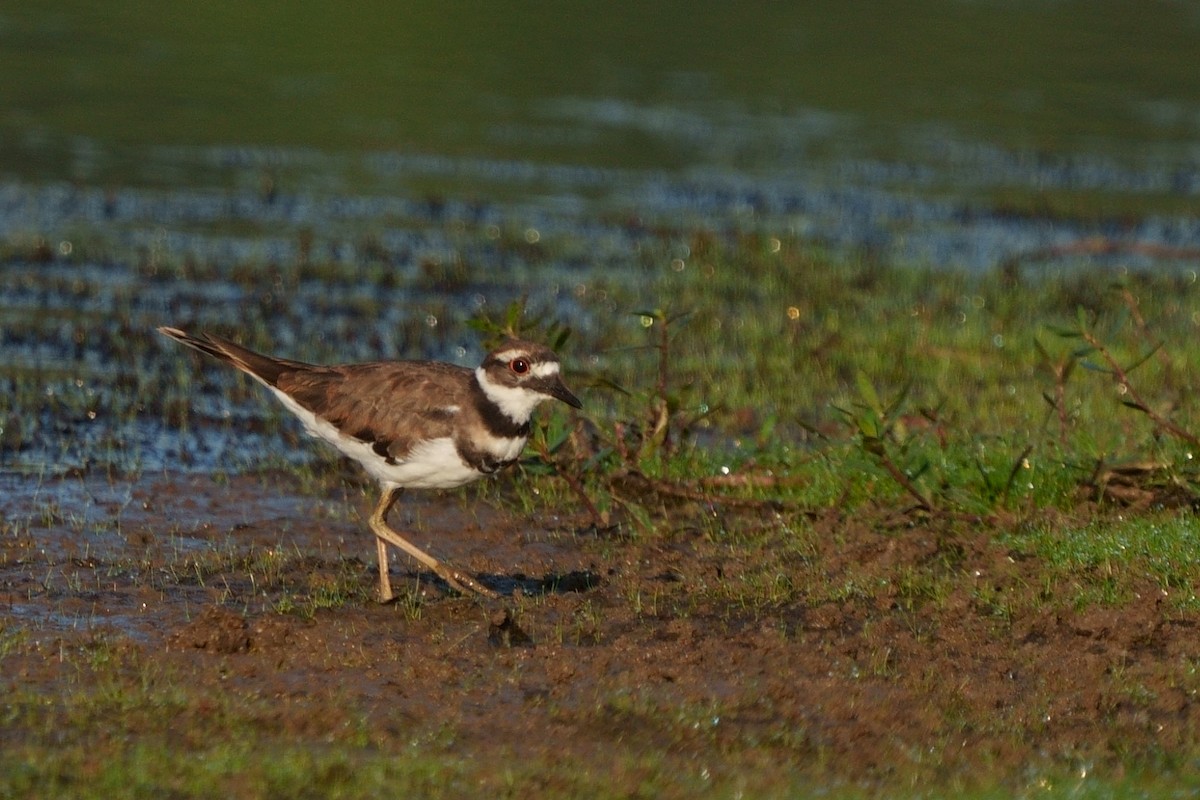 kulík rezavoocasý - ML608771317