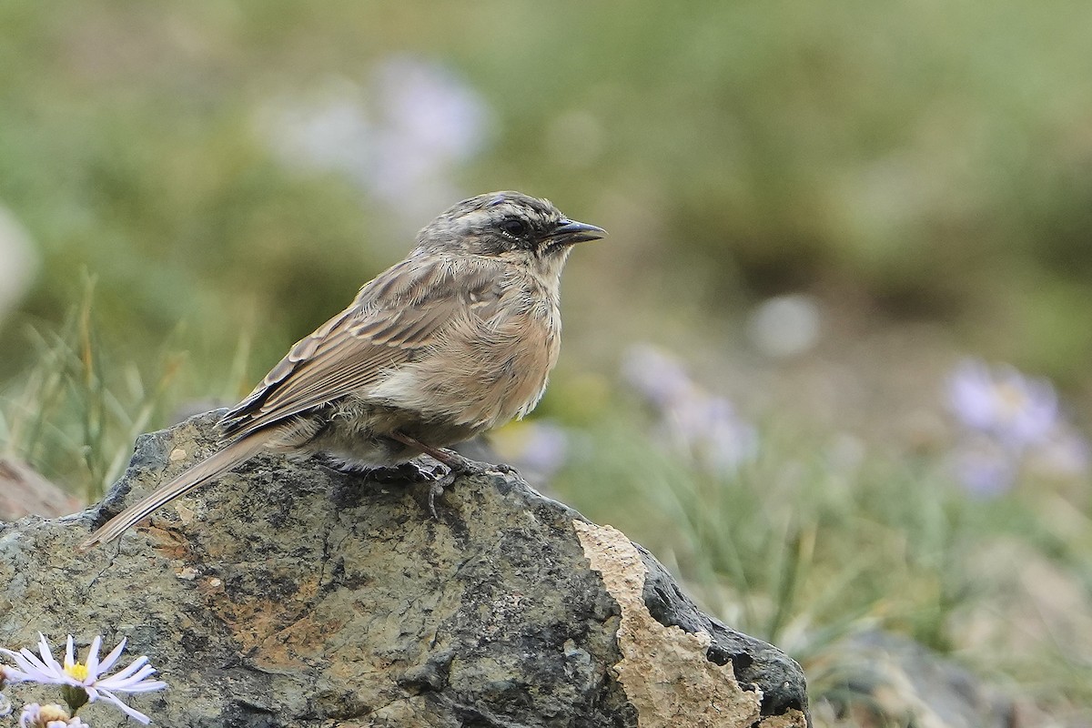 Brown Accentor - ML608771462