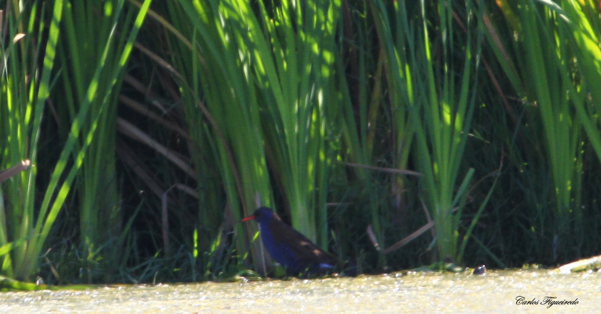 Water Rail - ML608771467