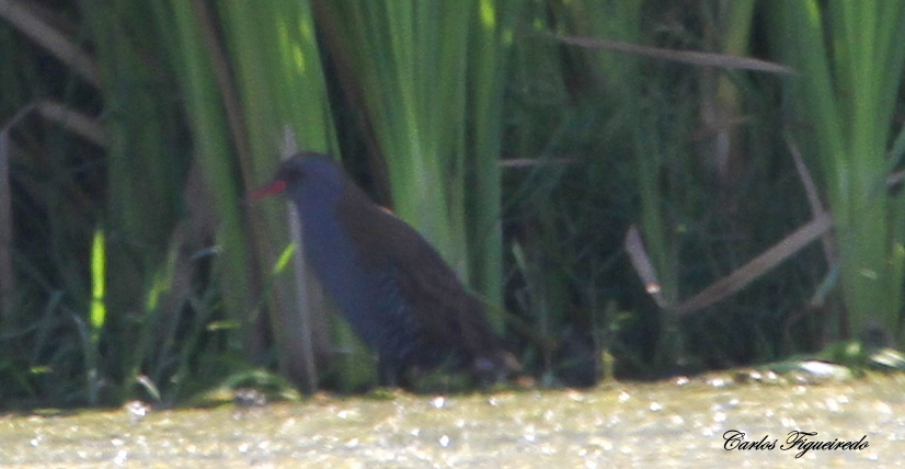 Water Rail - ML608771468