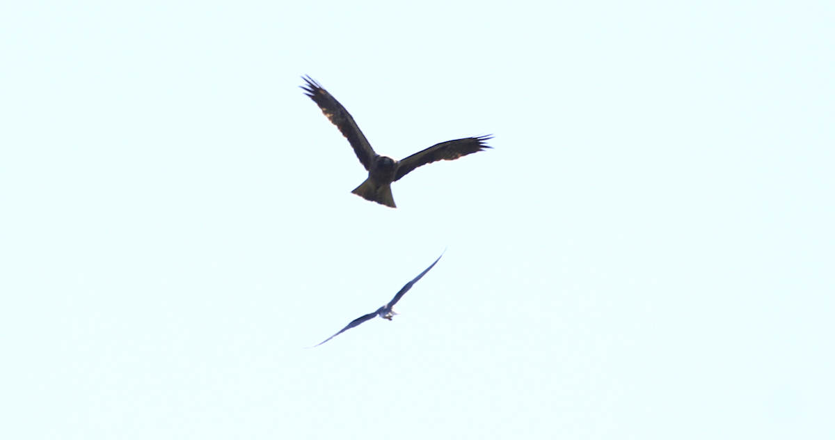 Black-winged Kite - ML608771477