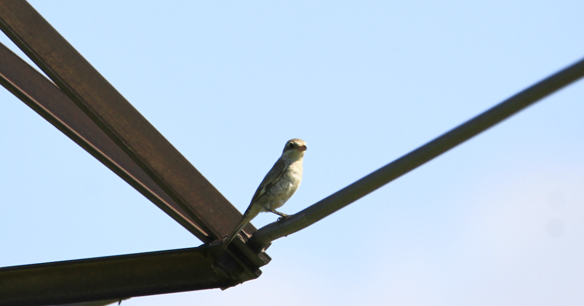 Woodchat Shrike - ML608771500