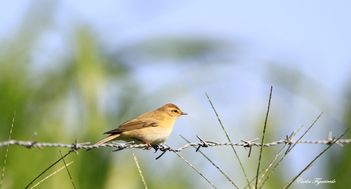 Willow Warbler - ML608771527