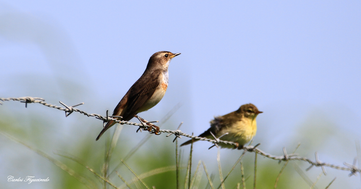 Bluethroat - ML608771539