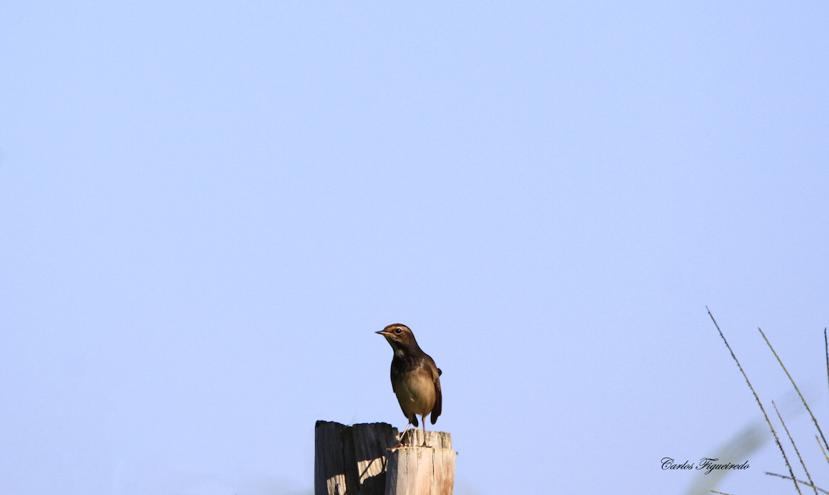 Bluethroat - ML608771541