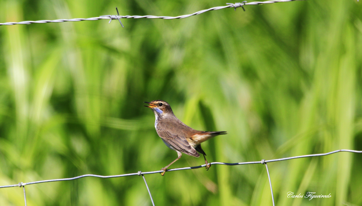 Bluethroat - ML608771542