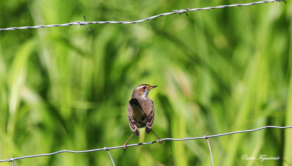 Bluethroat - ML608771543