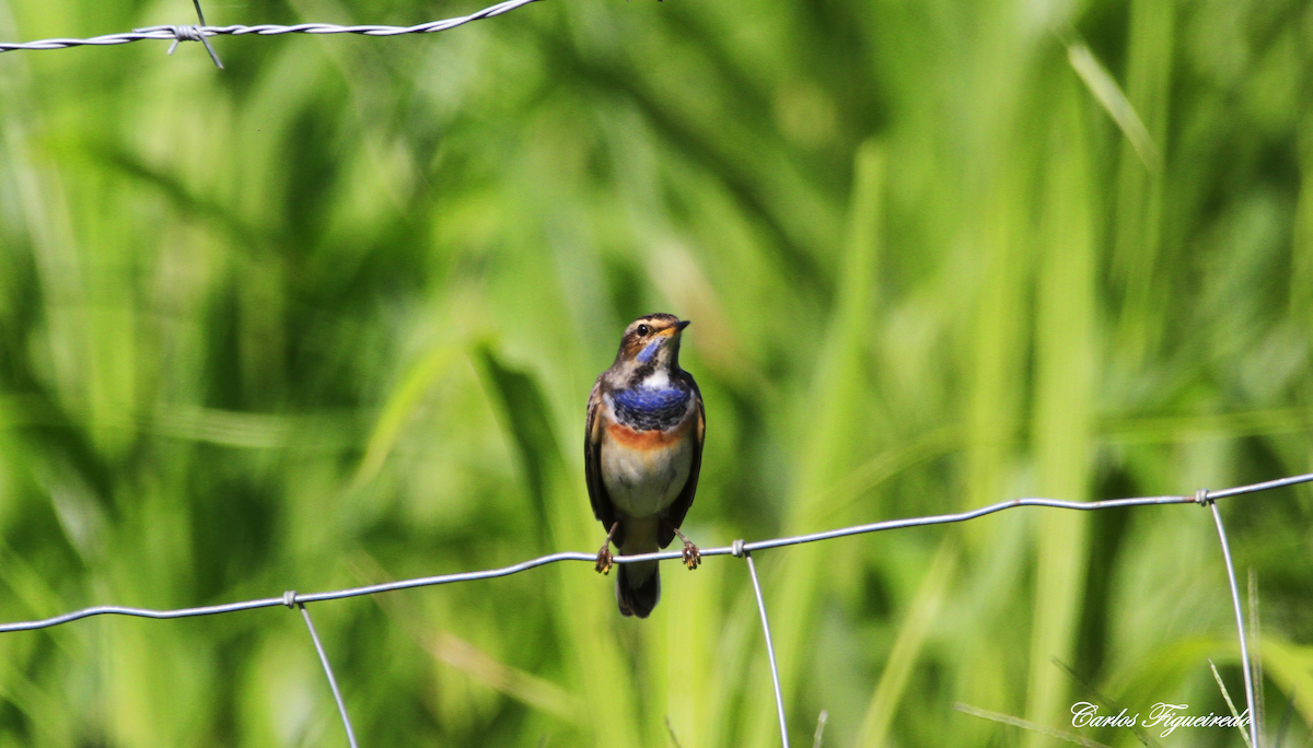 Bluethroat - Carlos Figueiredo