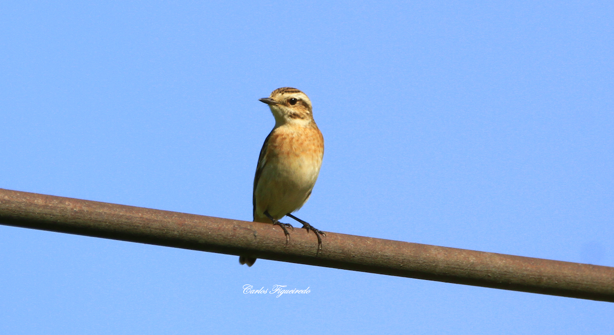 Whinchat - ML608771553