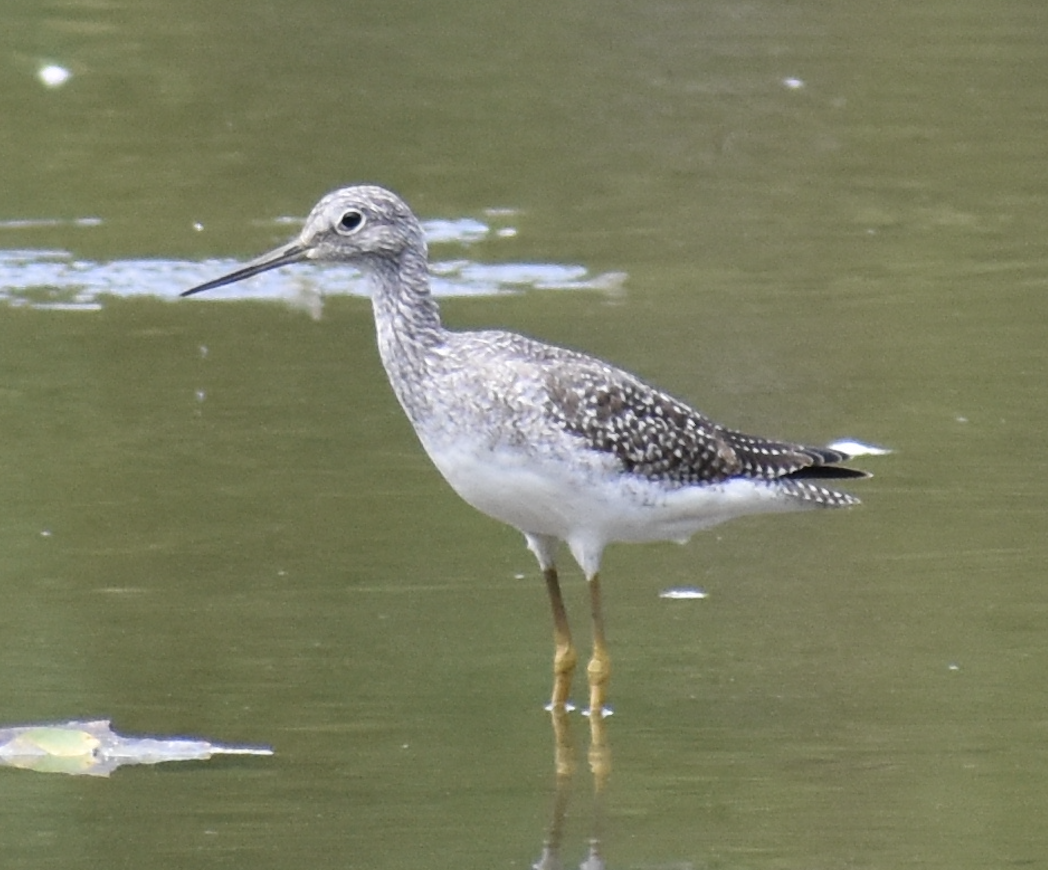 Greater Yellowlegs - ML608771563