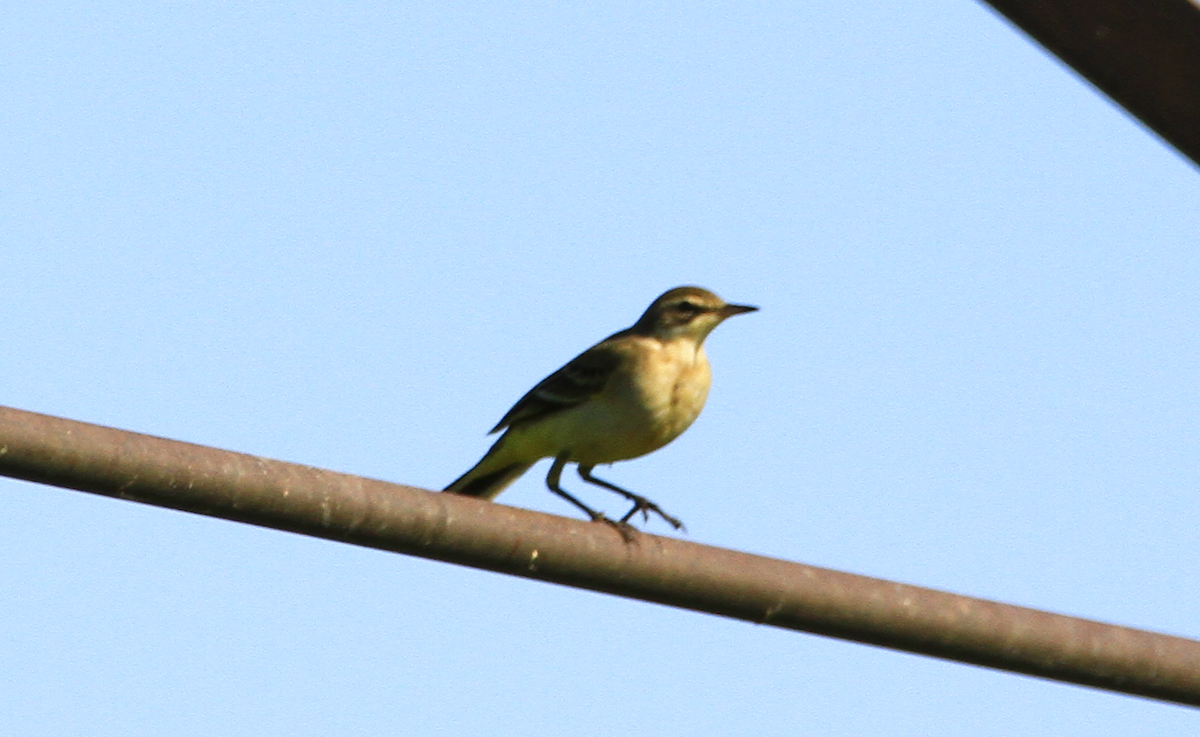 Western Yellow Wagtail - ML608771577