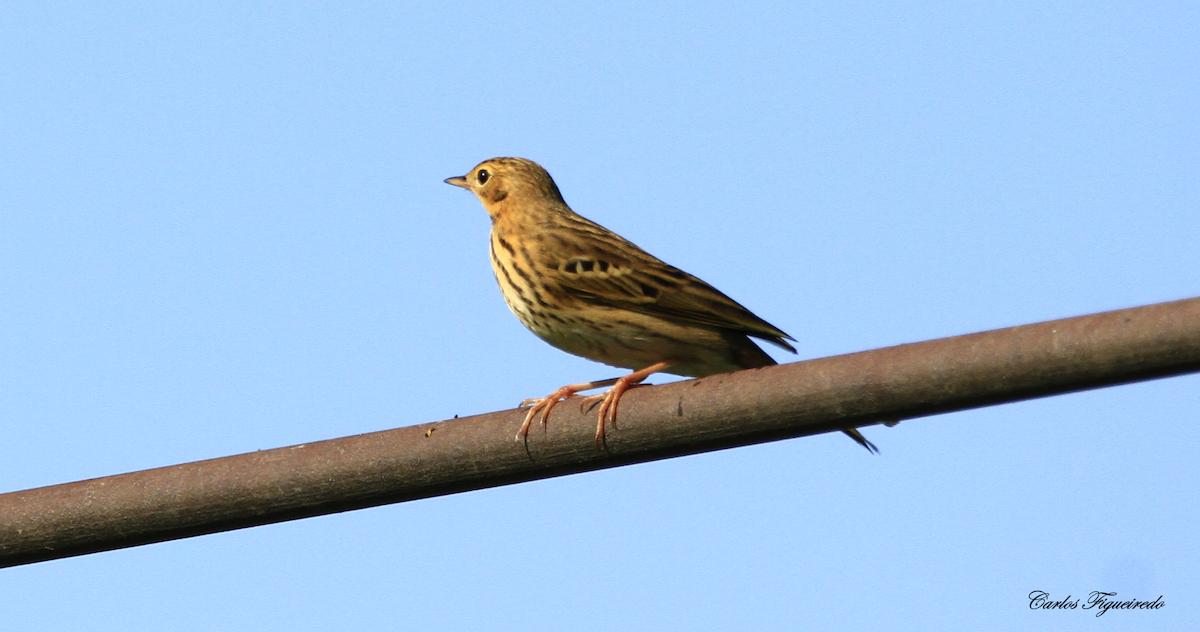 Tree Pipit - ML608771589