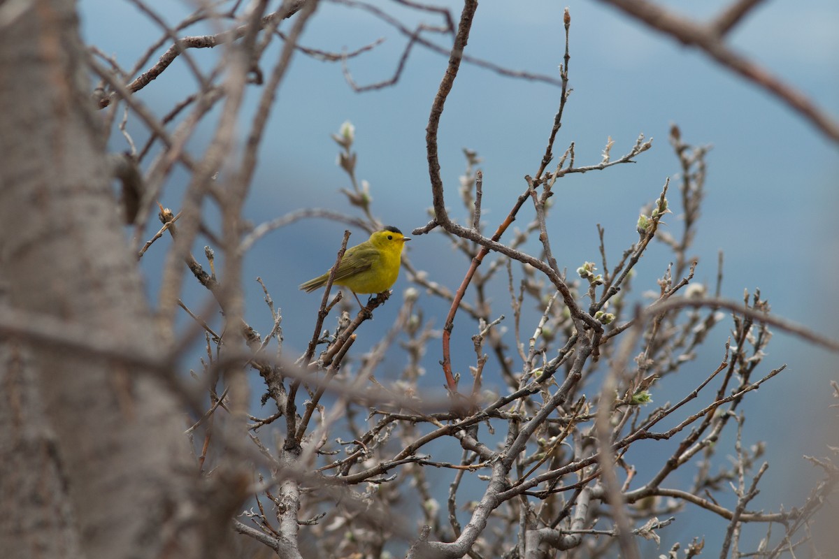 Wilson's Warbler - Justin Saunders