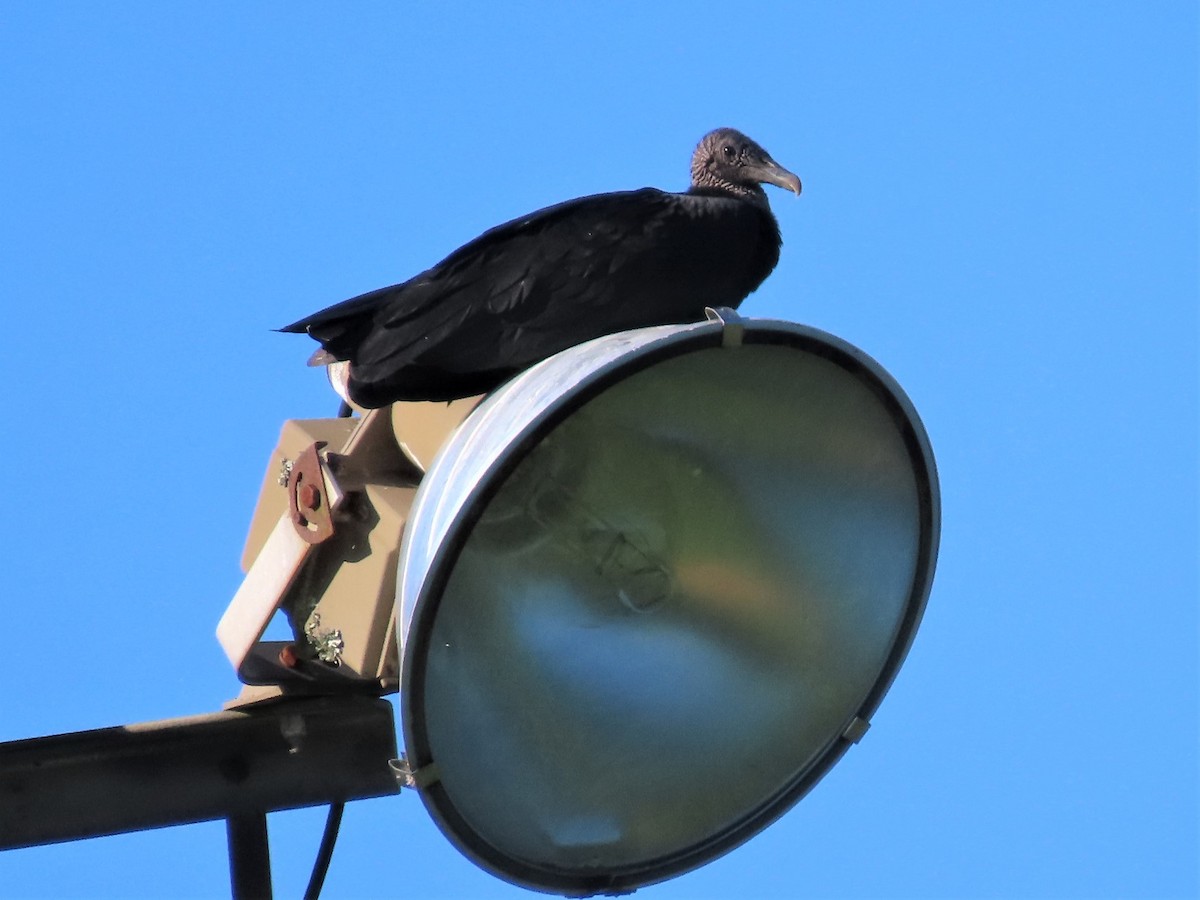 Black Vulture - ML608771634